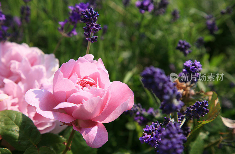 奇妙的粉色玫瑰和薰衣草盛开