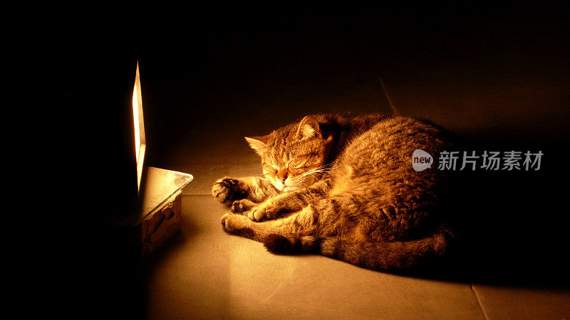 在土耳其壁炉前睡觉的猫