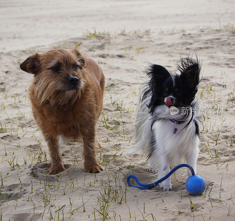 等待在沙滩上玩耍的狗，蝶耳犬和凯恩梗