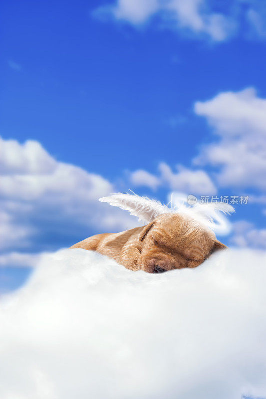 一个星期大的小狗在云中带着翅膀