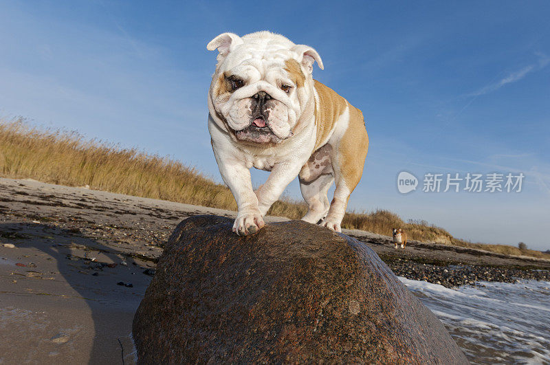 可爱的英国斗牛犬在海滩上摆好姿势。