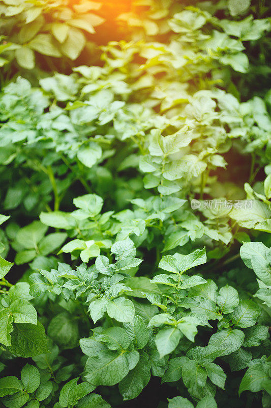 土豆植物