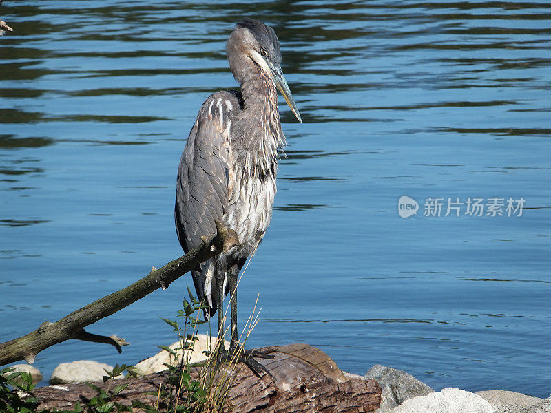 湖边灰鹭的高角度视图