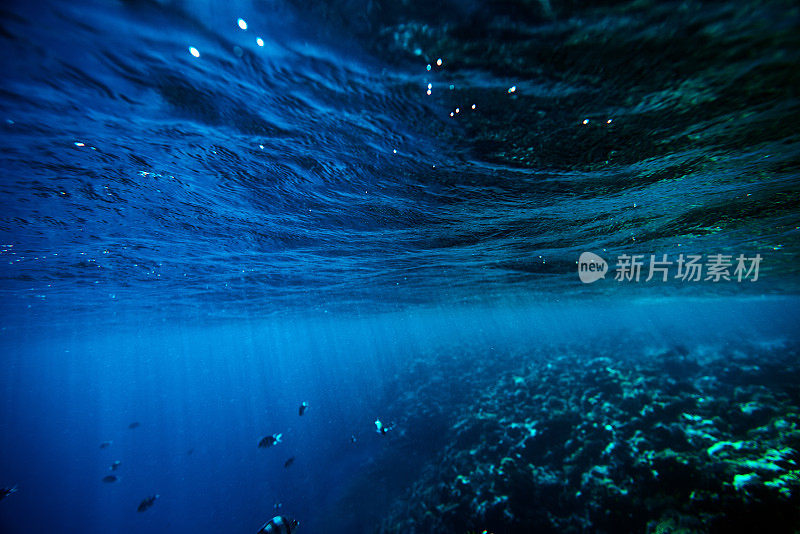 水下海洋生物和色彩斑斓的热带鱼类