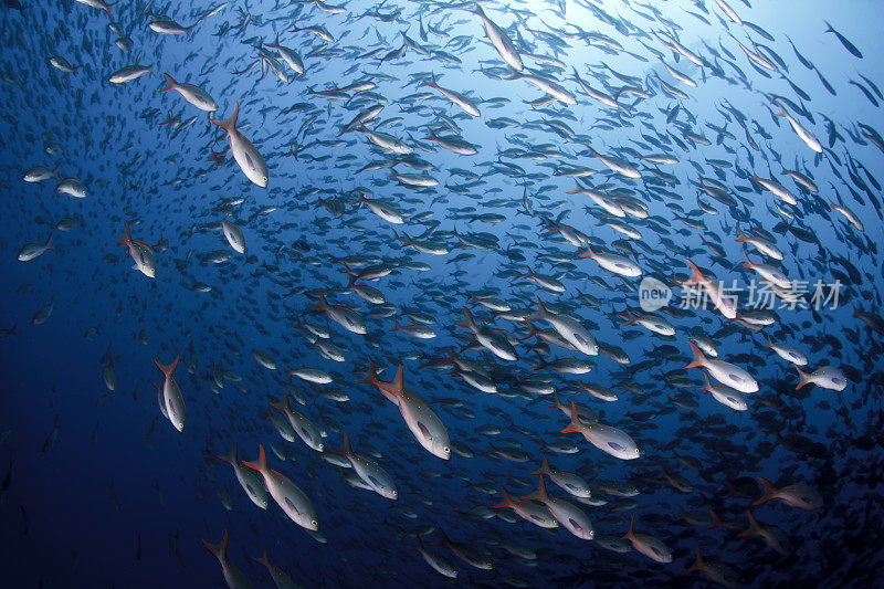 加拉帕戈斯群岛的鱼