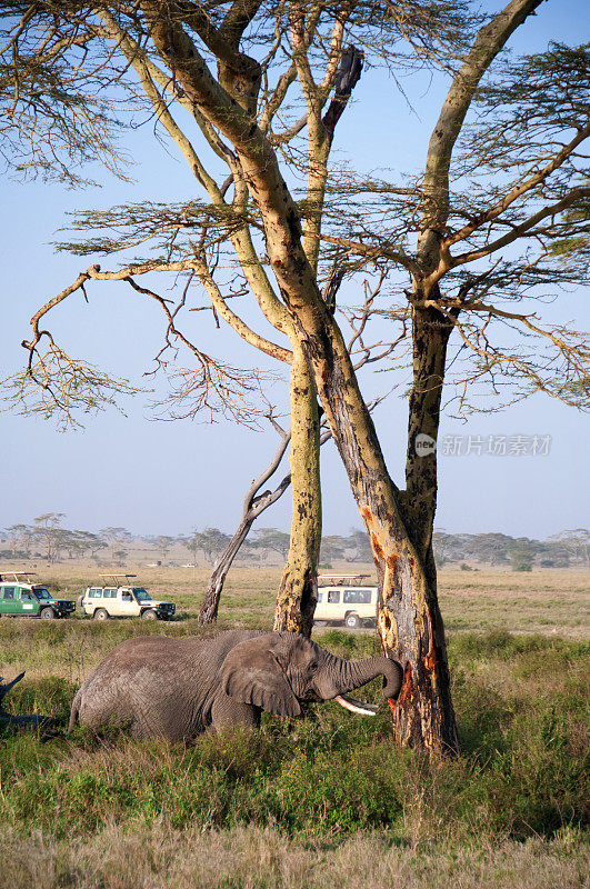 大象在树干上抓鼻子(塞伦盖蒂，坦桑尼亚，非洲)