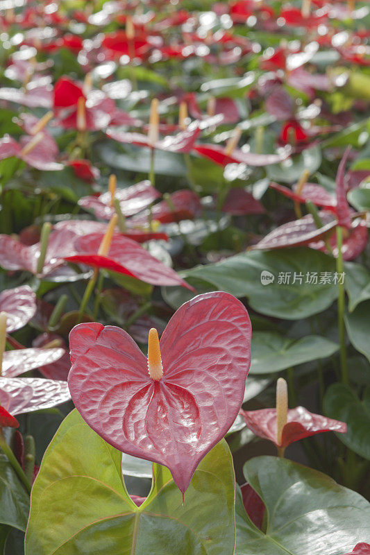 在温室中种植红掌