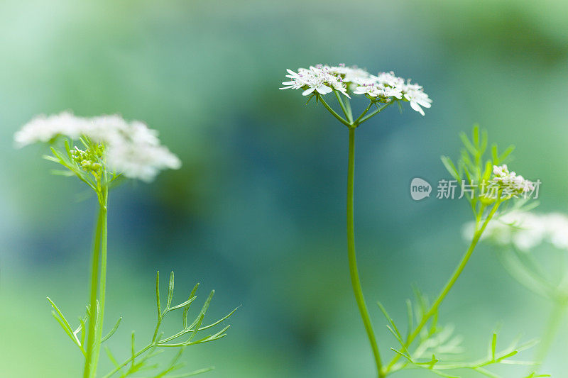 成熟香菜花和种子在厨房花园