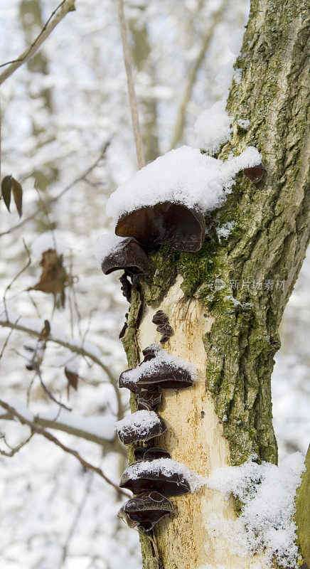冻耳菇(木耳)与雪