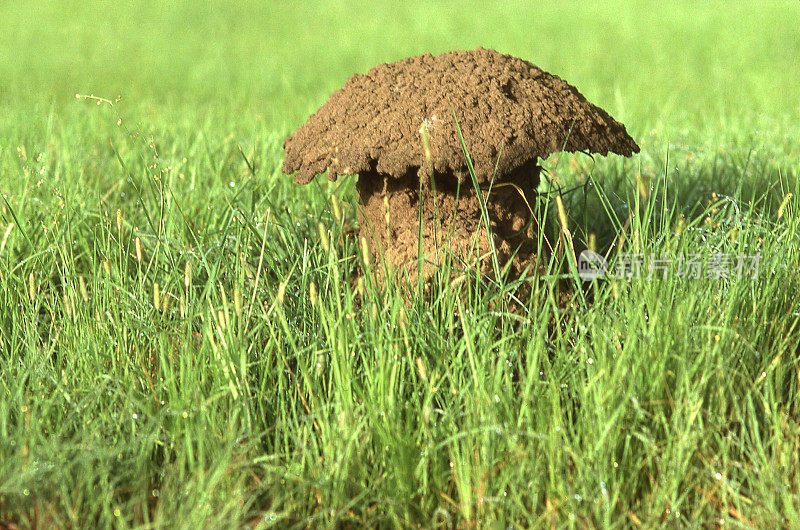 西非布基纳法索萨赫勒地区的蘑菇状白蚁丘湿地