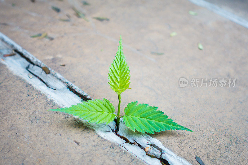 混凝土中长出了新鲜的植物