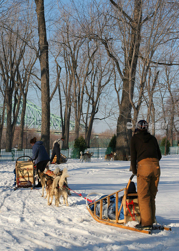 冬季狗狗雪橇之旅