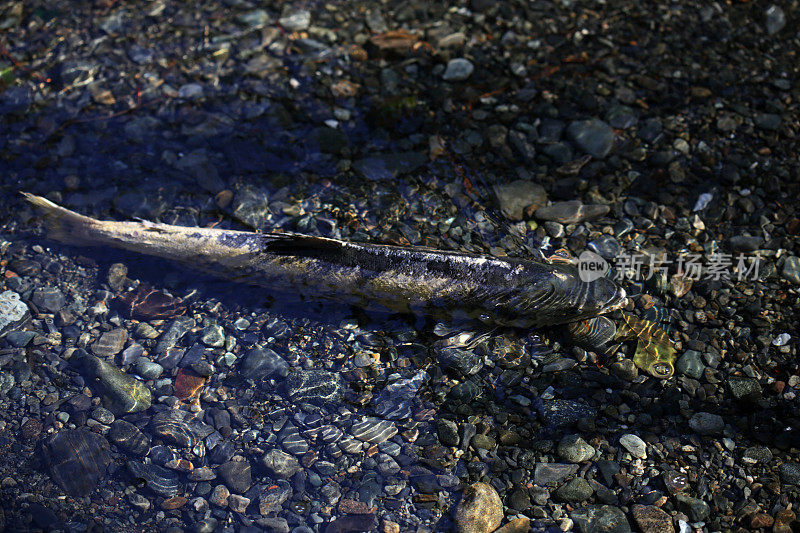 加拿大温哥华岛金溪河的鲑鱼