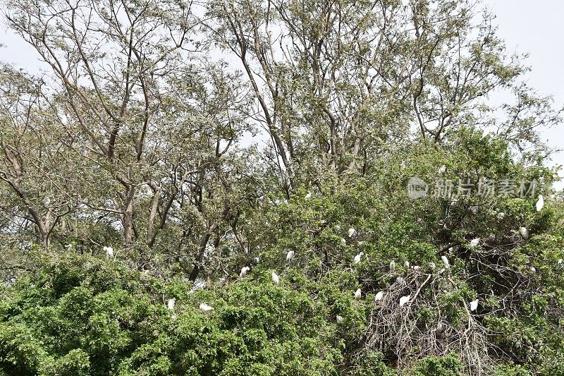 树上的一群白鹭