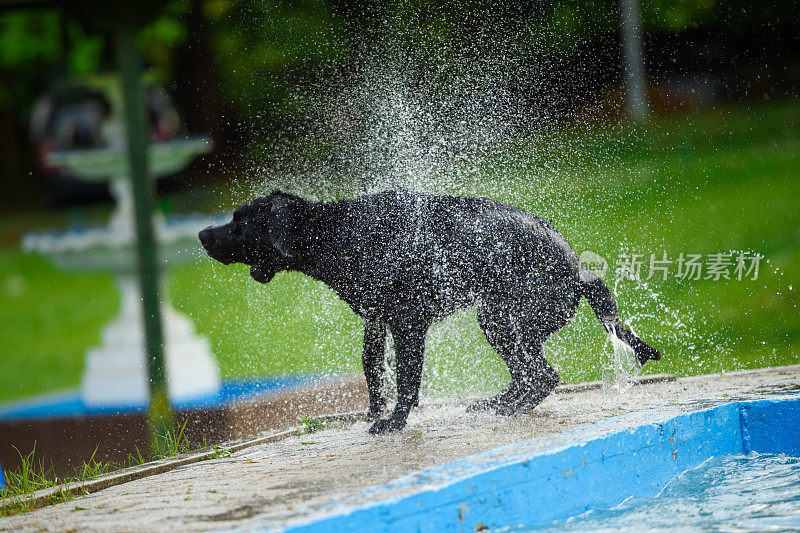 溅拉布拉多寻回犬