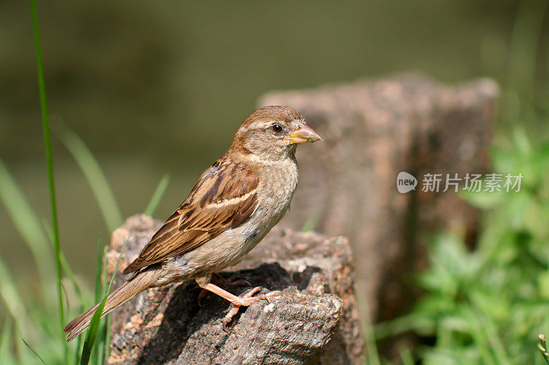 麻雀