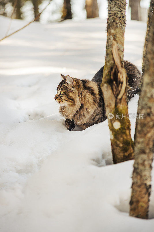 西伯利亚猫