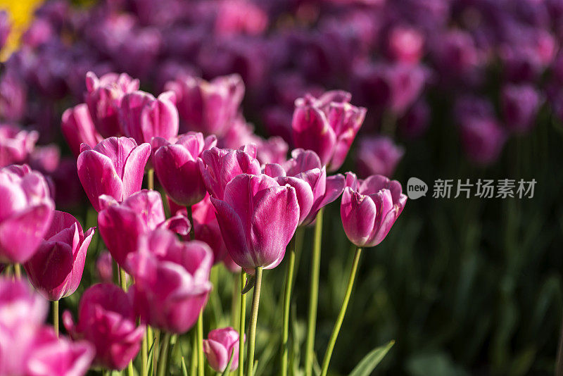 花园中粉红色郁金香的特写