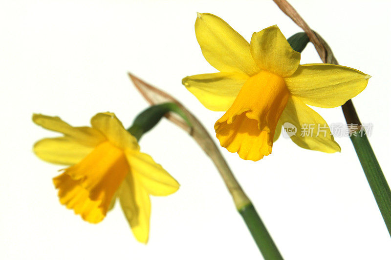 两朵黄色水仙花的图片(一对一对地)，摄影棚拍摄