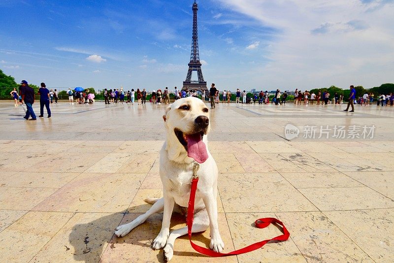 巴黎的拉布拉多犬