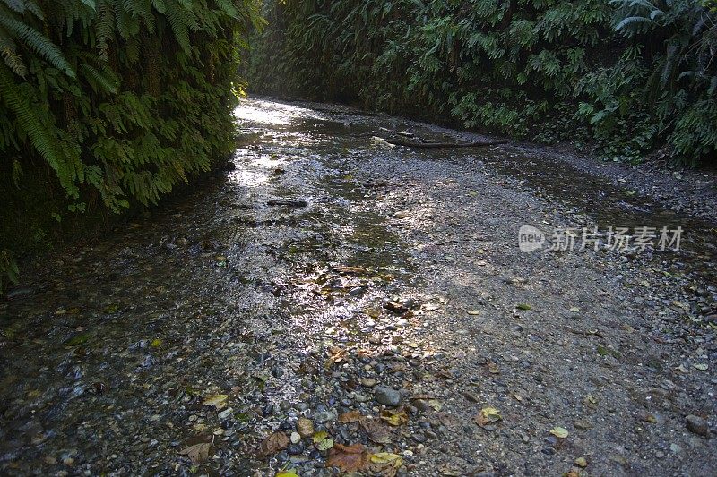 蕨类植物峡谷溪