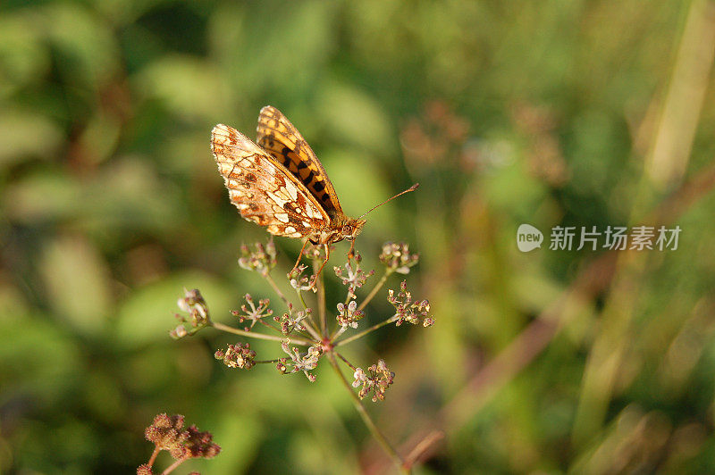 蝴蝶坐在一朵花上。