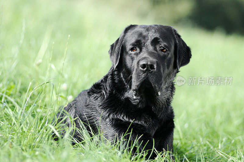 拉布拉多寻回犬