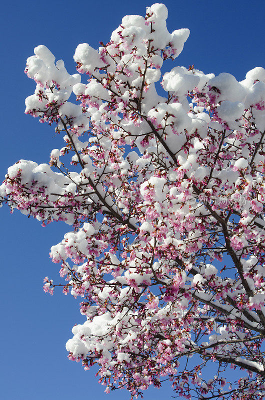 樱花与雪