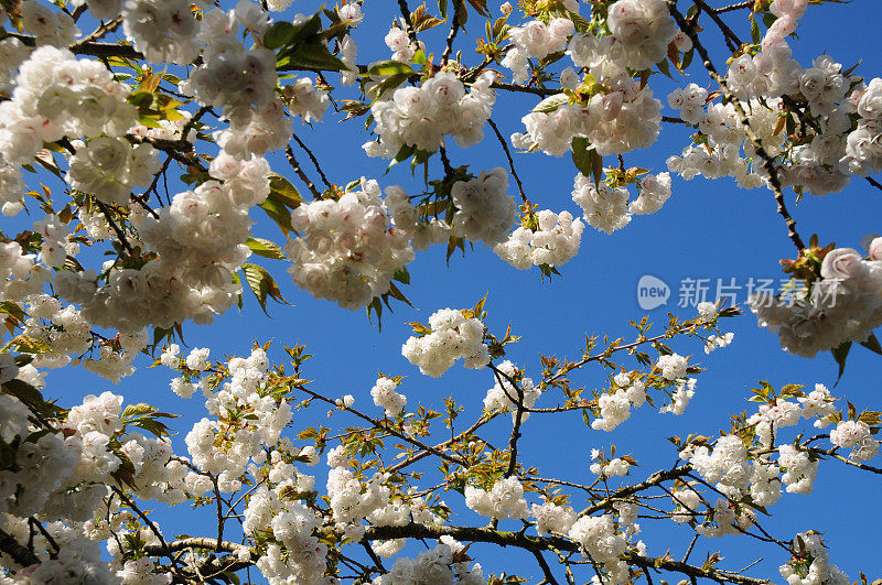 樱花花冠，新泽西。