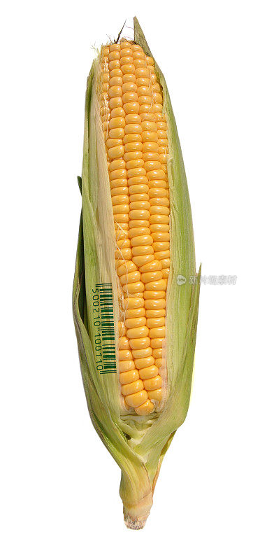 大规模生产玉米