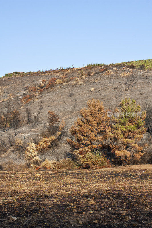 森林火灾的灰烬，户外照片的自然之美