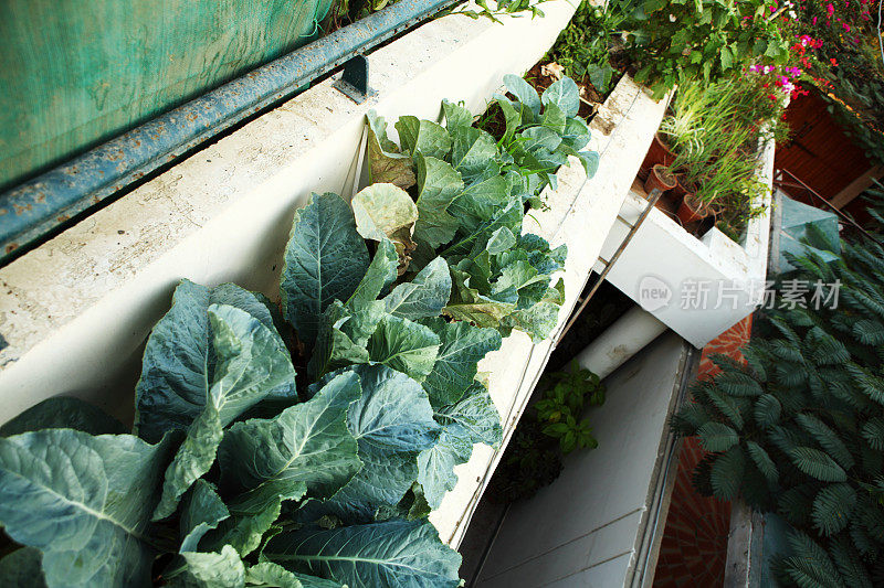外阳台厨房城市花园种植西兰花