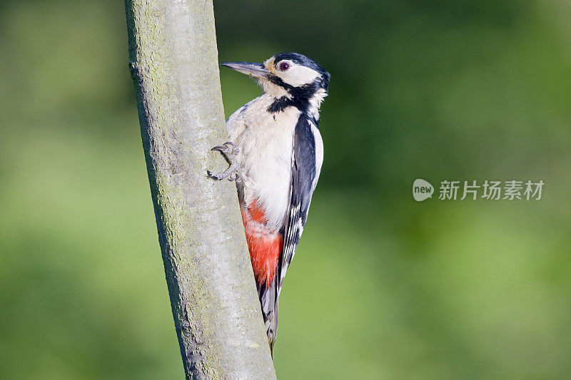 大斑点啄木鸟