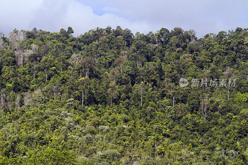 主要的原始热带雨林