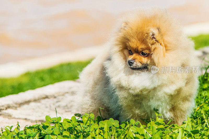 美丽的雌性博美犬