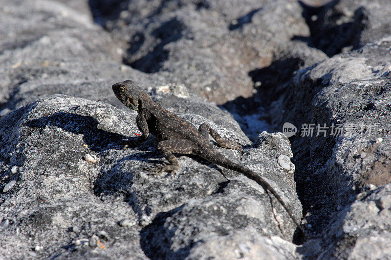 南非:南部岩石阿加玛在一块岩石上