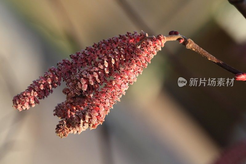 榛子开花了缺陷