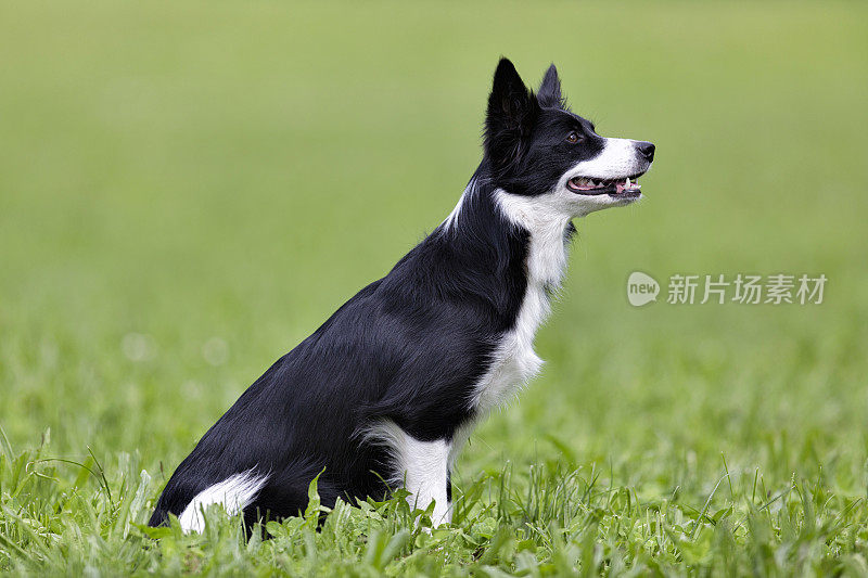 边境牧羊犬坐