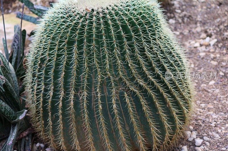 图为一种多刺的桶形仙人掌(Ferocactus)在砾石坡上