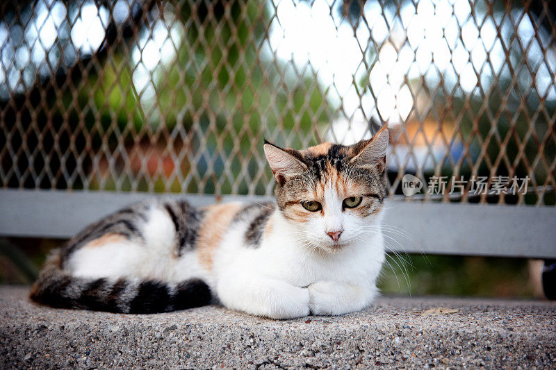 小姜猫特写坐在外墙上