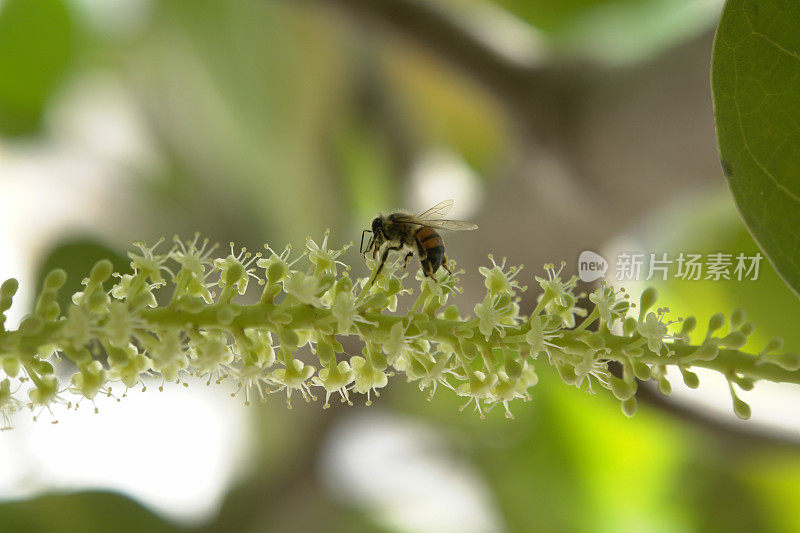 蜜蜂从海葡萄花中吸取花蜜