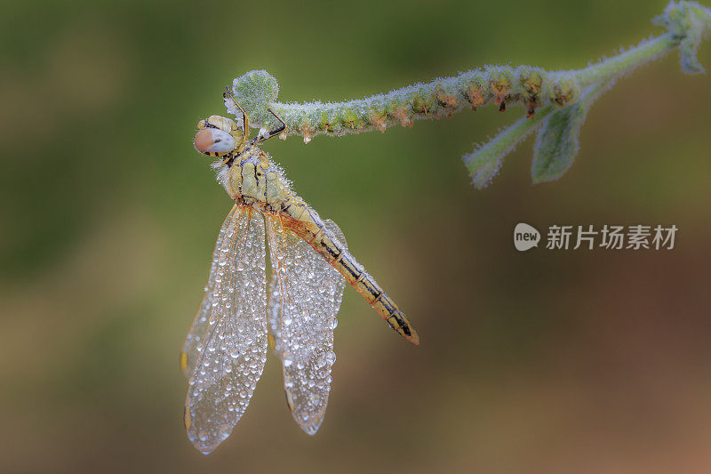 一朵花中的蜻蜓