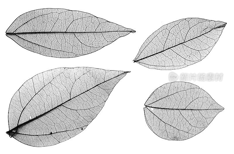 树叶骨架孤立在白色背景上