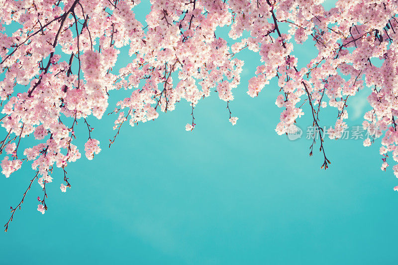 春天的樱桃树