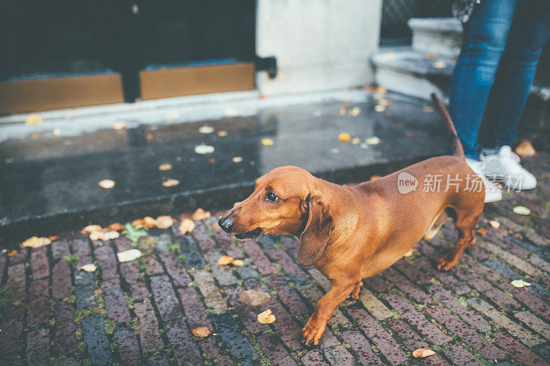 街上的棕色腊肠犬