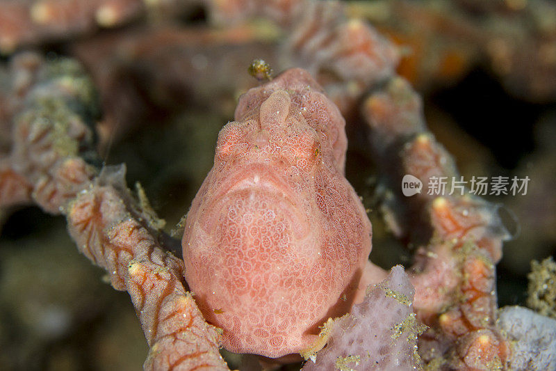 彩绘蛙鱼-触须