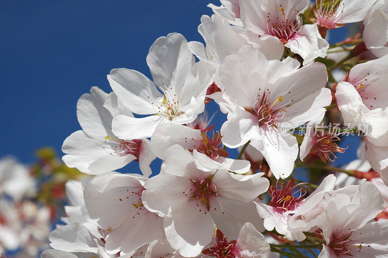 日本樱花，樱