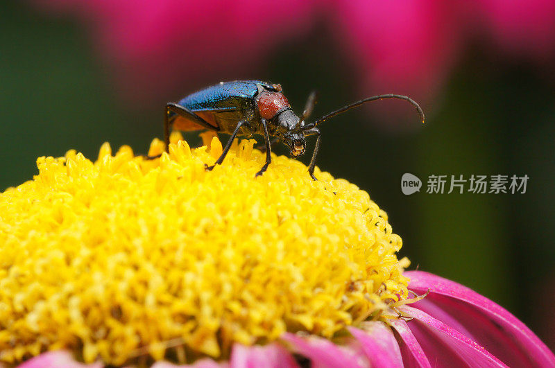 坎塔里斯・福斯卡