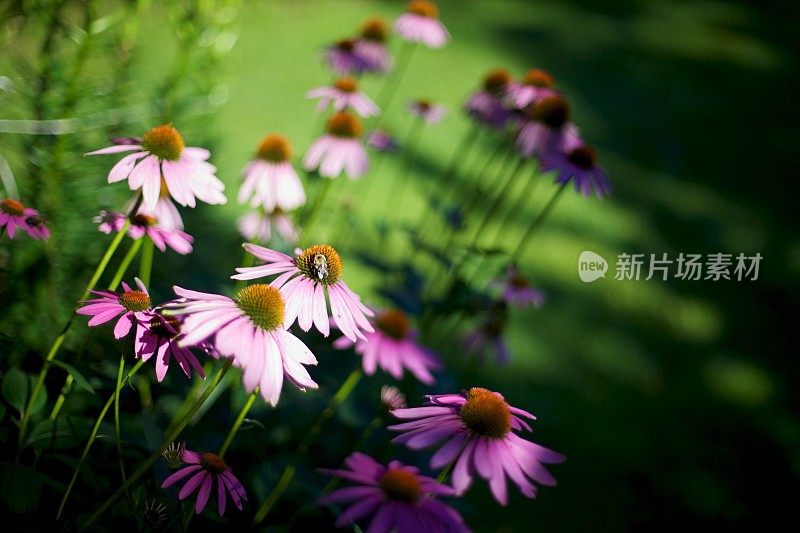 野紫色的花和蜜蜂在院子里