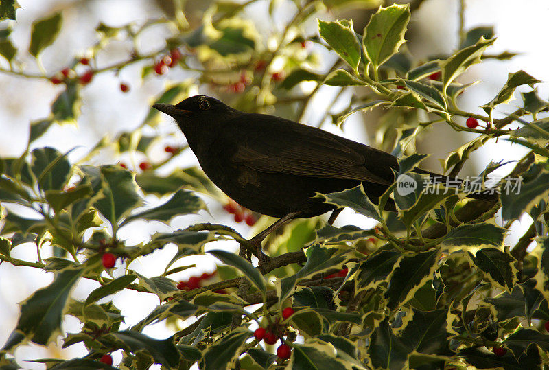 冬青树上的黑鸟